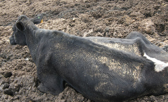 주저앉은 미국소사진 출처 www.veganoutreach.org