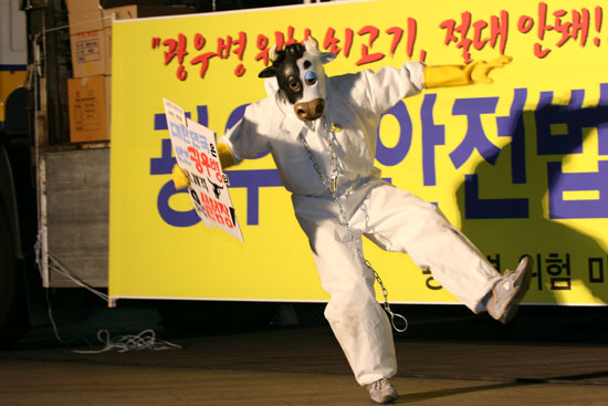 광우병 소가 쓰러진다